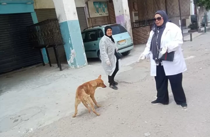 “حي-العرب”-يتحرك-ضد-السعار.-حملة-مكبرة-لتطعيم-كلاب-الشوارع-ببورسعيد