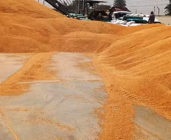 في-إنجاز-غير-مسبوق.-سوهاج-تتجاوز-المستهدف-السنوي-لتوريد-القمح-قبل-انتهاء-الموسم