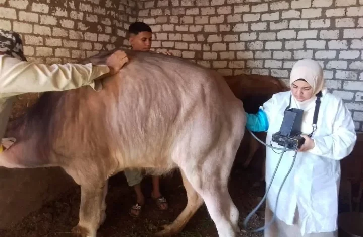 الخدمات-البيطريه:-تشخيص-وعلاج-اكتر-من-37-ألف-رأس-ماشية-وتلقيح-أكثر-من-42-ألف-من-الجاموس-والأبقار.