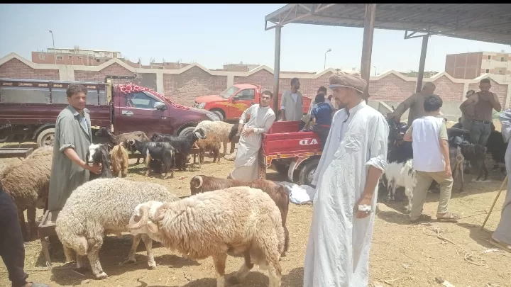 وزير-الزراعة-يتابع-أعمال-لجان-المرور-على-شوادر-وأماكن-بيع-الأضاحي-وجهود-توعية-المواطنين