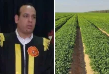 باحث-زراعي-:-زراعة-الفول-السوداني-بالتكنولوجيا-الحديثة-“فرس-رهان”-الأراضي-الجديدة