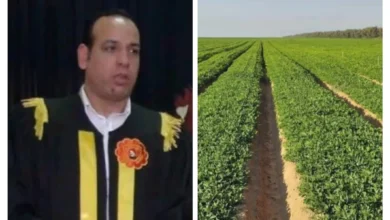 باحث-زراعي-:-زراعة-الفول-السوداني-بالتكنولوجيا-الحديثة-“فرس-رهان”-الأراضي-الجديدة