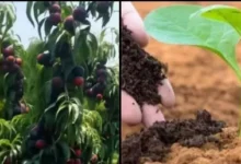 من-أجل-فلاح-منتج-وتربة-حية.-وصفة-علمية-مصرية-لتحقيق-الاستدامة-الزراعية-وتقليل-تكلفة-الأسمدة-الكيماوية