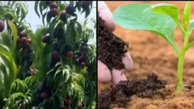 من-أجل-فلاح-منتج-وتربة-حية.-وصفة-علمية-مصرية-لتحقيق-الاستدامة-الزراعية-وتقليل-تكلفة-الأسمدة-الكيماوية