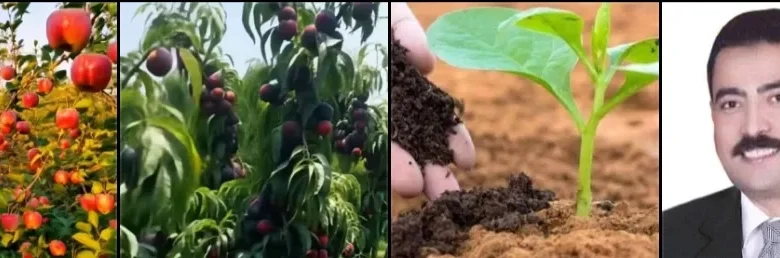من-أجل-فلاح-منتج-وتربة-حية.-وصفة-علمية-مصرية-لتحقيق-الاستدامة-الزراعية-وتقليل-تكلفة-الأسمدة-الكيماوية