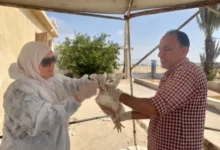 “الزراعة”-تواصل-أعمال-التحصين-بمزارع-واسواق-الدواجن