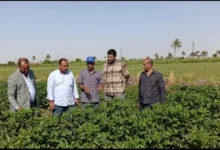 “الزراعة”-تتفقد-المراكز-الإرشادية-ببنى-سويف-وتتابع-الأنشطة-الإرشادية-ببعض-قرى-المحافظة