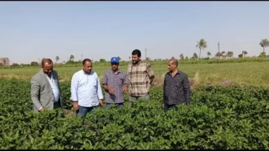 “الزراعة”-تتفقد-المراكز-الإرشادية-ببنى-سويف-وتتابع-الأنشطة-الإرشادية-ببعض-قرى-المحافظة
