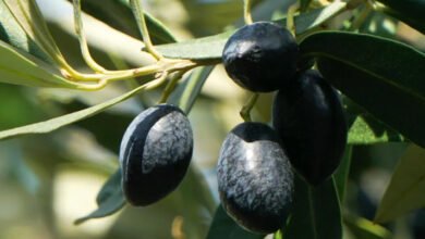 صادرات-الزيتون-الإسبانى-الأسود-على-مائدة-حرب-التجارة-مع-واشنطن